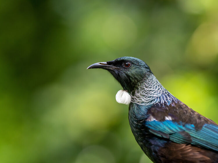 Tui Bird
